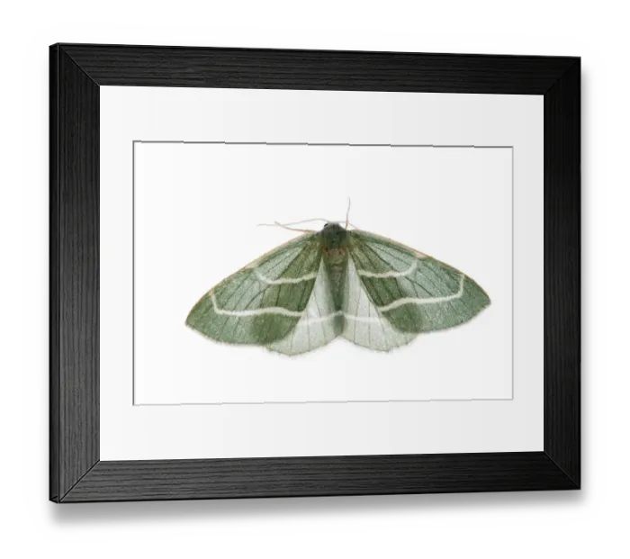 Framed Print : Barred red moth (Hylaea fasciaria) Fliess, Naturpark Kaunergrat, Tirol, Austria Framed Print : Barred red moth (Hylaea fasciaria) Fliess, Naturpark Kaunergrat, Tirol, Austria