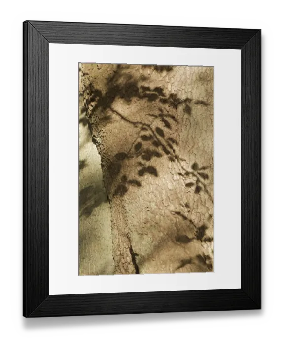 Framed Print : European beech (Fagus sylvatica) close-up of trunk, with shadows of leaves, Klampenborg Dyrehaven