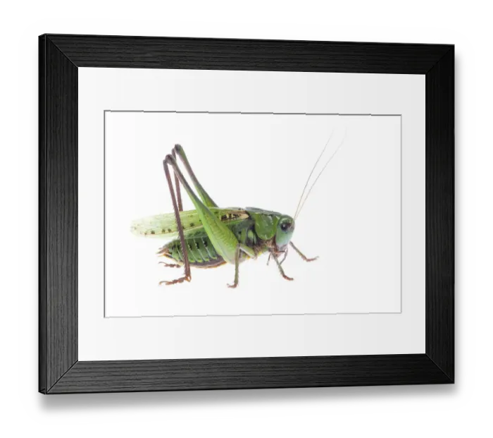 Framed Print : Wart biter (Decticus verrucivorus) portrait, Fliess, Naturpark Kaunergrat, Tirol Framed Print : Wart biter (Decticus verrucivorus) portrait, Fliess, Naturpark Kaunergrat, Tirol