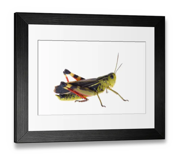 Framed Print : Grasshopper (Arcyptera fusca) Fliess, Naturpark Kaunergrat, Tirol, Austria, July 2008 Framed Print : Grasshopper (Arcyptera fusca) Fliess, Naturpark Kaunergrat, Tirol, Austria, July 2008