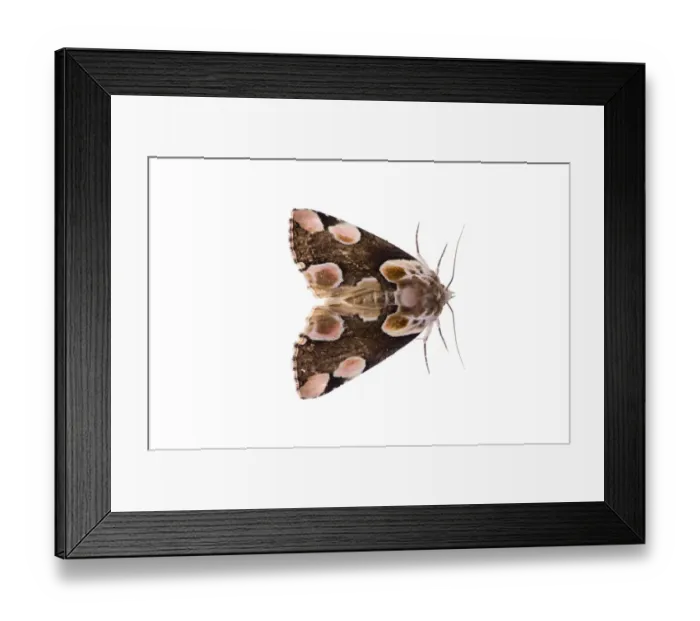 Framed Print : Peach blossom moth (Thyatria batis) Fliess, Naturpark Kaunergrat, Tirol, Austria, July 2008 Framed Print : Peach blossom moth (Thyatria batis) Fliess, Naturpark Kaunergrat, Tirol, Austria, July 2008