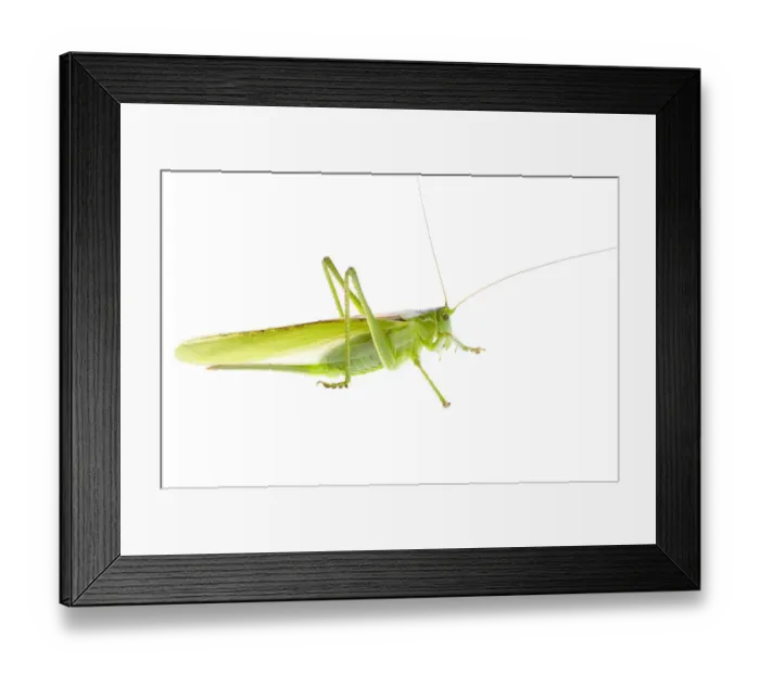 Framed Print : Great green bush cricket (Tettigonia viridissima) female, Fliess, Naturpark Kaunergrat Framed Print : Great green bush cricket (Tettigonia viridissima) female, Fliess, Naturpark Kaunergrat