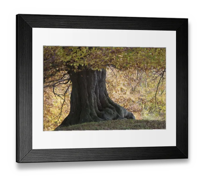 Framed Print : Base of an old European beech (Fagus sylvatica) tree, Klampenborg Dyrehaven, Denmark Framed Print : Base of an old European beech (Fagus sylvatica) tree, Klampenborg Dyrehaven, Denmark