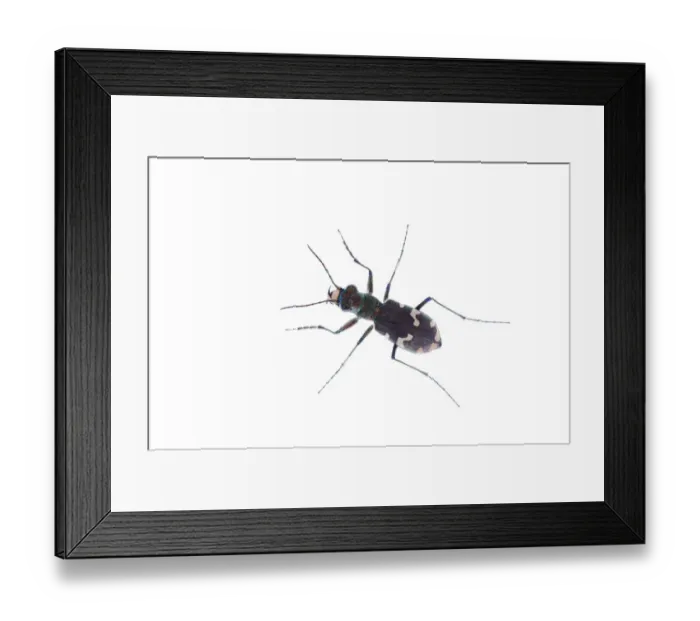Framed Print : Tiger beetle (Cicindela silvicola) Fliess, Naturpark Kaunergrat, Tirol, Austria, July 2008 Framed Print : Tiger beetle (Cicindela silvicola) Fliess, Naturpark Kaunergrat, Tirol, Austria, July 2008