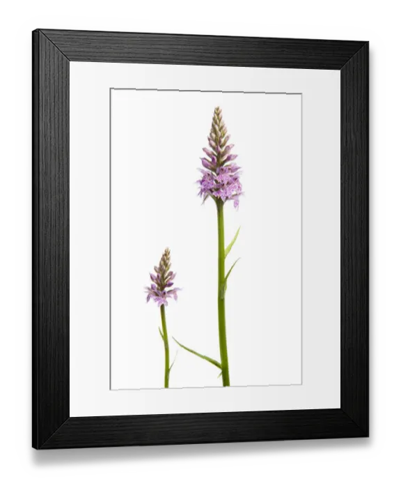 Framed Print : Two Common spotted orchids (Dactylorhiza fuchsii) in flower, Fliess, Naturpark Kaunergrat Framed Print : Two Common spotted orchids (Dactylorhiza fuchsii) in flower, Fliess, Naturpark Kaunergrat