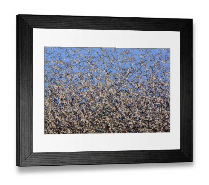 Framed Print : Large flock of waders in flight, Japsand, Schleswig-Holstein Wadden Sea National Park Framed Print : Large flock of waders in flight, Japsand, Schleswig-Holstein Wadden Sea National Park