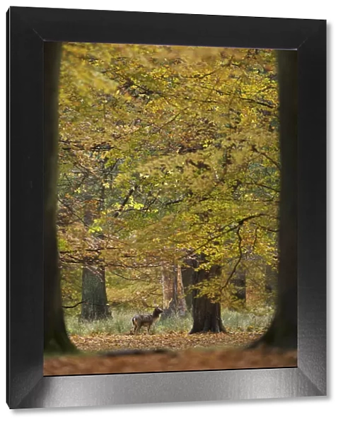 Fallow deer (Dama dama) buck in wood, framed by two trees, Klampenborg Dyrehaven