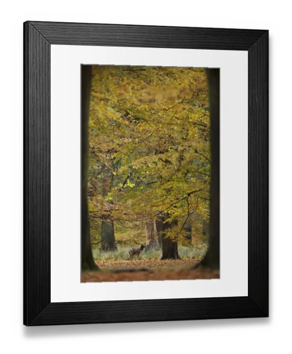 Framed Print : Fallow deer (Dama dama) buck in wood, framed by two trees, Klampenborg Dyrehaven Framed Print : Fallow deer (Dama dama) buck in wood, framed by two trees, Klampenborg Dyrehaven