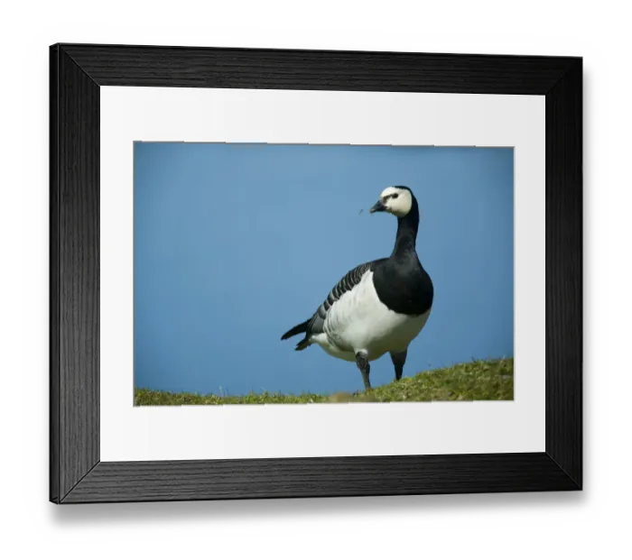 Framed Print : Barnacle goose (Branta leucopsis) with grass in beak, Nabu center, Katinger Watt Framed Print : Barnacle goose (Branta leucopsis) with grass in beak, Nabu center, Katinger Watt
