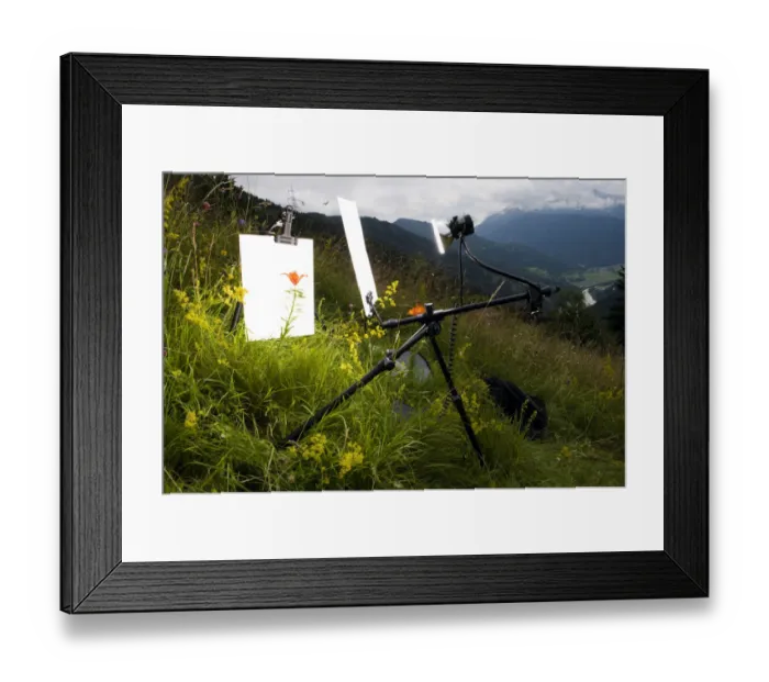 Framed Print : Orange / Fire lily (Lilium bulbiferum) with set up for outdoor studio photography Framed Print : Orange / Fire lily (Lilium bulbiferum) with set up for outdoor studio photography