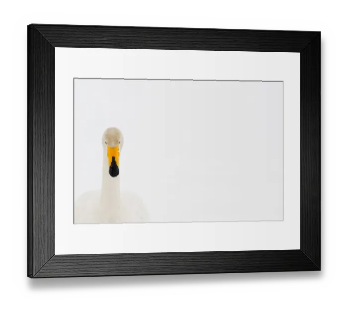 Framed Print : Whooper swan (Cygnus cygnus) portrait, Lake Tysslingen, Sweden, March 2009. WWE BOOK Framed Print : Whooper swan (Cygnus cygnus) portrait, Lake Tysslingen, Sweden, March 2009. WWE BOOK