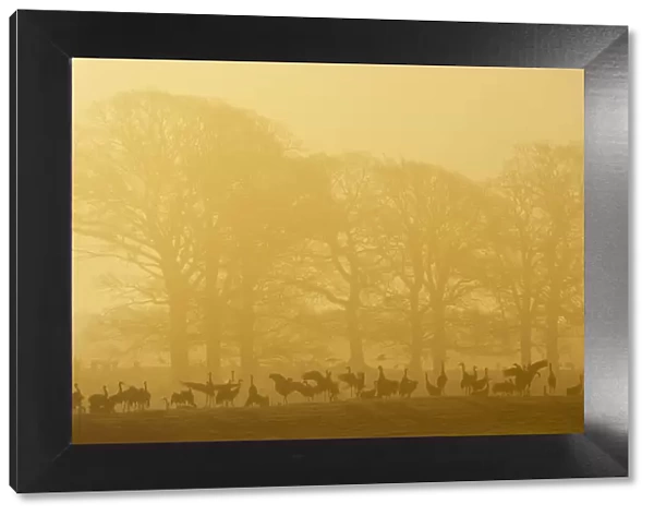 Common  /  Eurasian cranes (Grus grus) silhouetted on ground in front of trees at sunrise