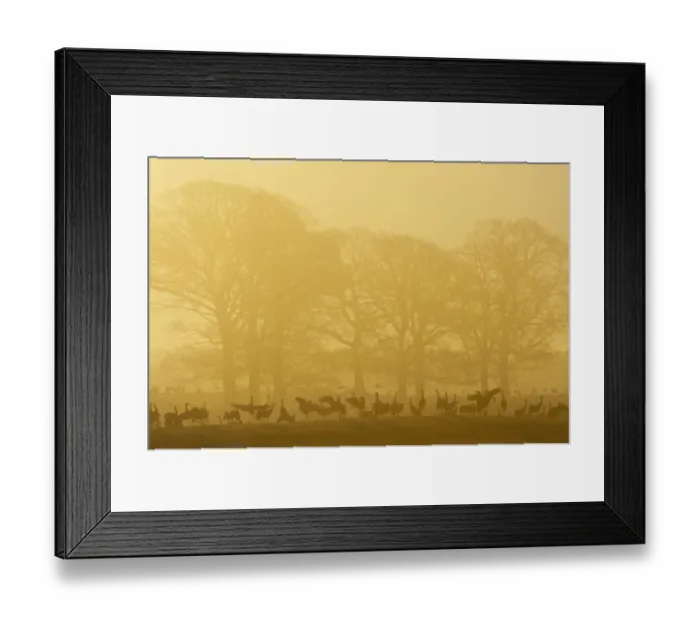 Framed Print : Common / Eurasian cranes (Grus grus) silhouetted on ground in front of trees at sunrise Framed Print : Common / Eurasian cranes (Grus grus) silhouetted on ground in front of trees at sunrise