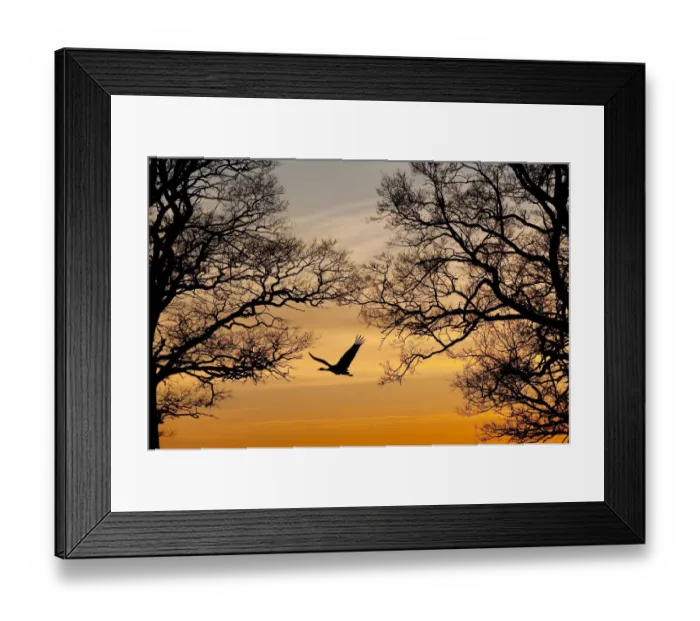 Framed Print : Common / Eurasian crane (Grus grus) in flight, silhouetted at sunset, Lake Hornborga Framed Print : Common / Eurasian crane (Grus grus) in flight, silhouetted at sunset, Lake Hornborga