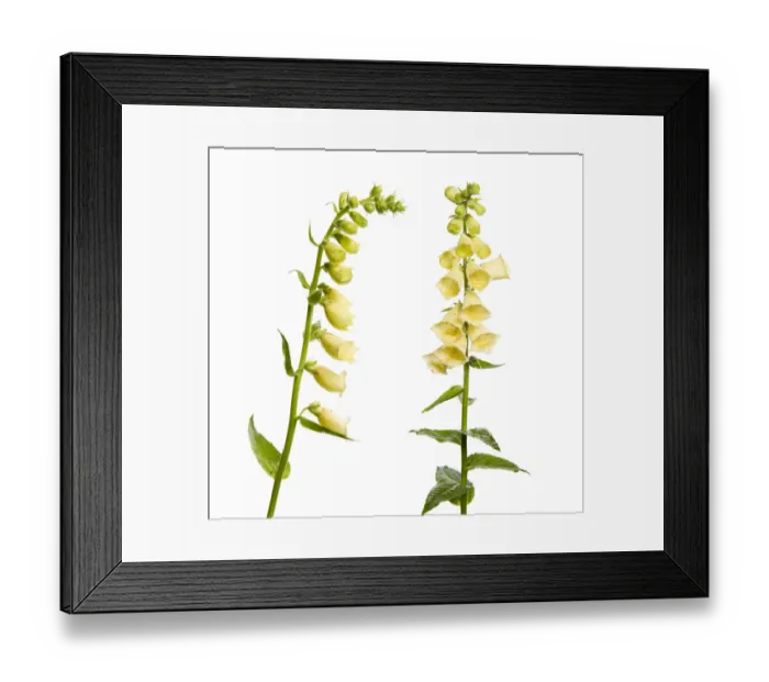 Framed Print : Two Large yellow foxgloves (Digitalis lutea) in flower, digital composite, Fliess Framed Print : Two Large yellow foxgloves (Digitalis lutea) in flower, digital composite, Fliess