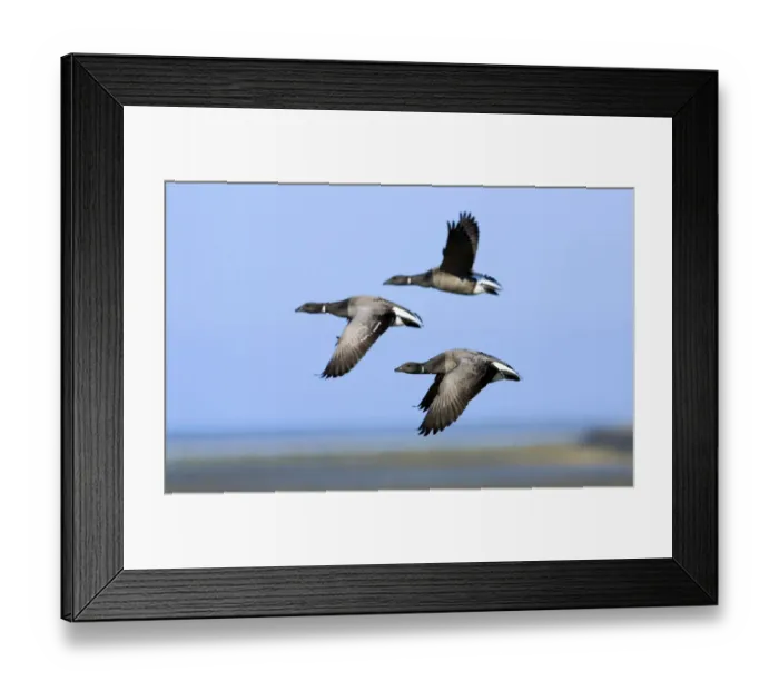 Framed Print : Brent geese (Branta bernicla) flying, Hallig Hooge, Germany, April 2009 Framed Print : Brent geese (Branta bernicla) flying, Hallig Hooge, Germany, April 2009
