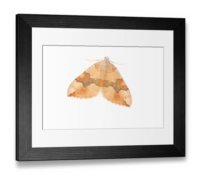 Framed Print : Barred yellow moth (Cidaria fulvata) Fliess, Naturpark Kaunergrat, Tirol, Austria, July 2008 Framed Print : Barred yellow moth (Cidaria fulvata) Fliess, Naturpark Kaunergrat, Tirol, Austria, July 2008