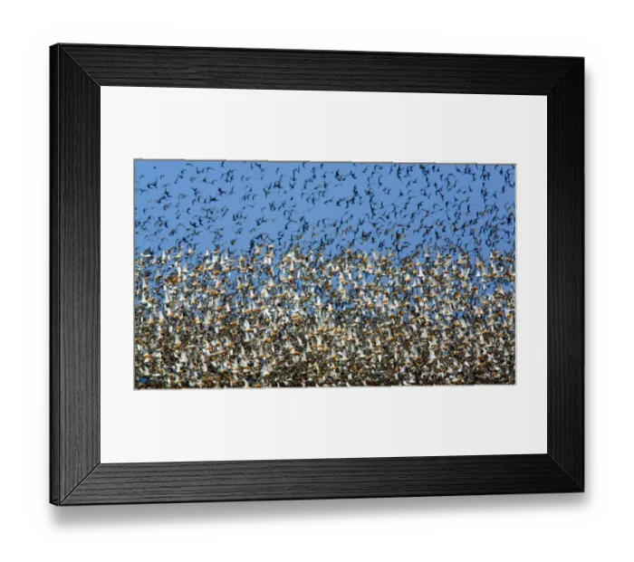 Framed Print : Large flock of waders in flight, Japsand, Germany, April 2009 Framed Print : Large flock of waders in flight, Japsand, Germany, April 2009