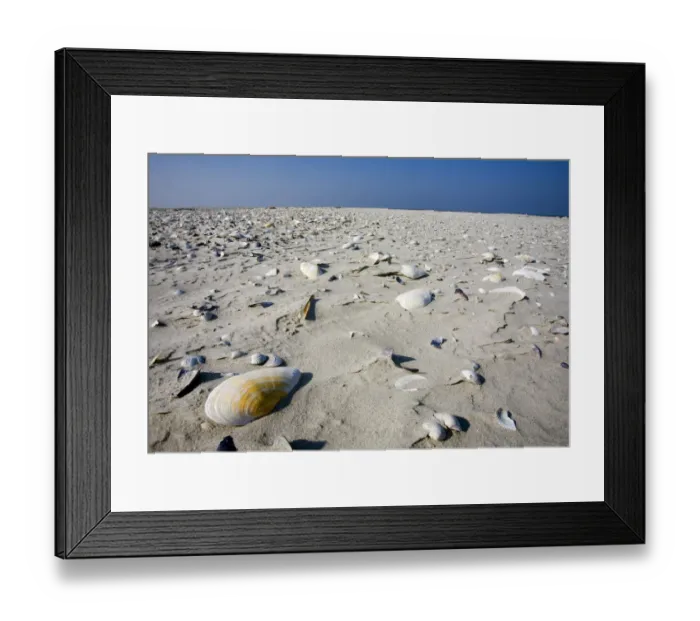 Framed Print : Sand and shells, Japsand, Schleswig-Holstein Wadden Sea National Park, Germany, April Framed Print : Sand and shells, Japsand, Schleswig-Holstein Wadden Sea National Park, Germany, April