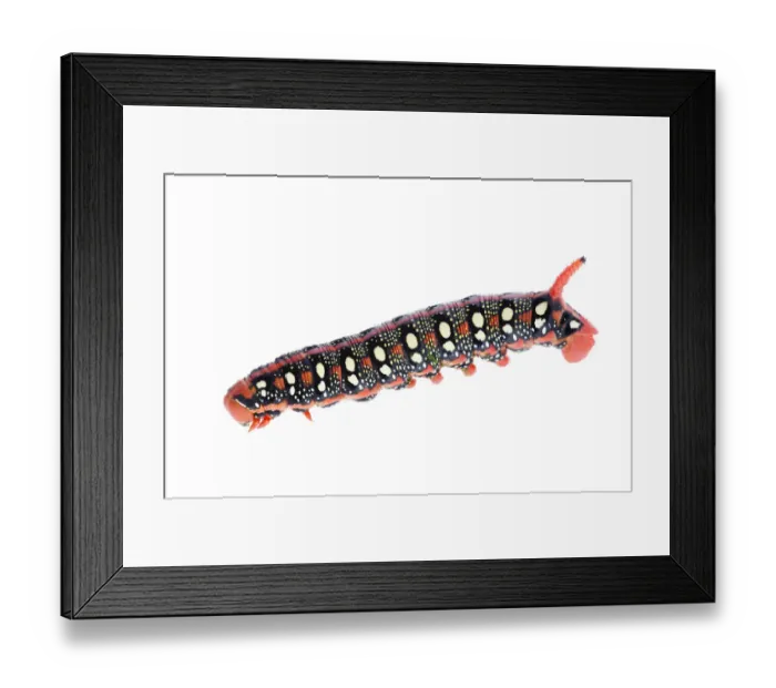 Framed Print : Spurge hawkmoth (Hyles euphorbiae) caterpillar, Fliess, Naturpark Kaunergrat, Tirol Framed Print : Spurge hawkmoth (Hyles euphorbiae) caterpillar, Fliess, Naturpark Kaunergrat, Tirol
