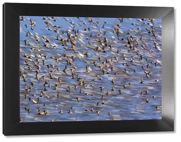 Flock of waders in flight, Japsand, Schleswig-Holstein Wadden Sea National Park, Germany
