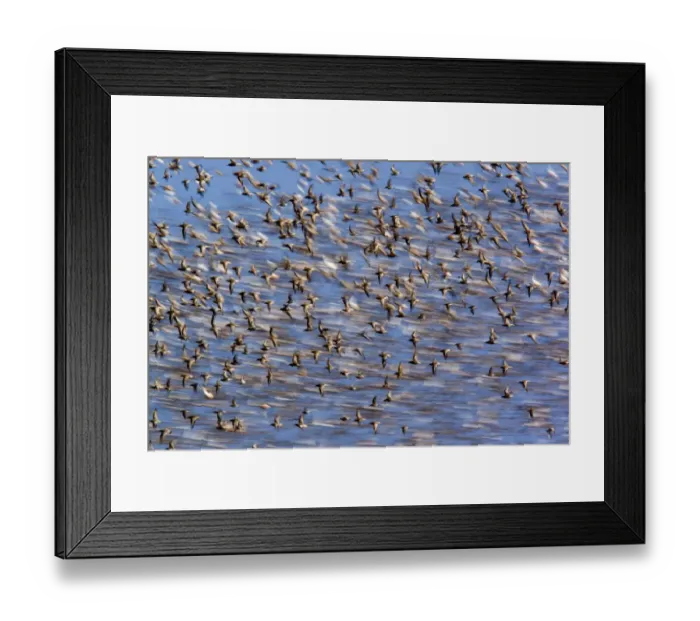 Framed Print : Flock of waders in flight, Japsand, Schleswig-Holstein Wadden Sea National Park, Germany Framed Print : Flock of waders in flight, Japsand, Schleswig-Holstein Wadden Sea National Park, Germany