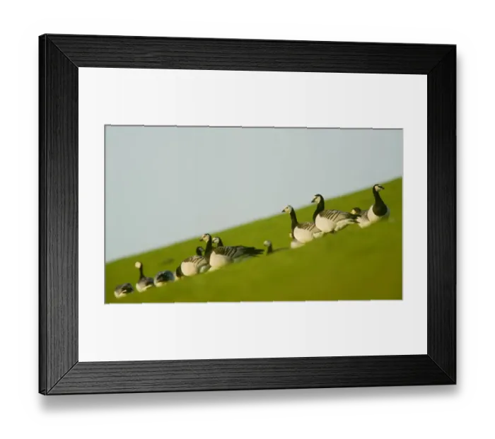 Framed Print : Barnacle geese (Branta leucopsis) in field, Westerhever, Germany, April 2009 Framed Print : Barnacle geese (Branta leucopsis) in field, Westerhever, Germany, April 2009
