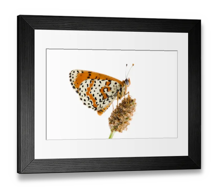Framed Print : Spotted fritillary (Melitaea didyma) on Plantain seed head, Fliess, Naturpark Kaunergrat