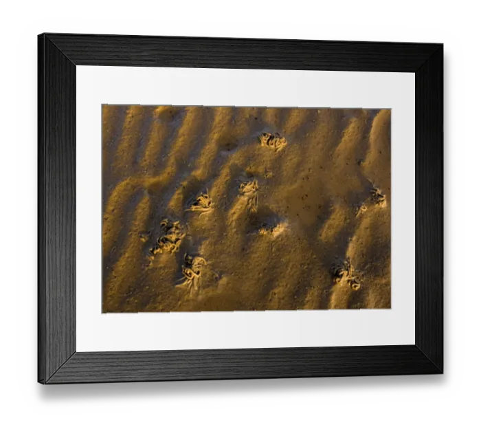 Framed Print : Lugworm (Anericola marina) casts on sand, Japsand, Schleswig-Holstein Wadden Sea National Park Framed Print : Lugworm (Anericola marina) casts on sand, Japsand, Schleswig-Holstein Wadden Sea National Park