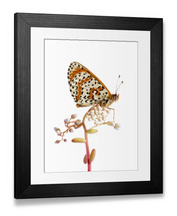 Framed Print : Spotted fritillary (Melitaea didyma) on plant with flower buds, Fliess, Naturpark Kaunergrat Framed Print : Spotted fritillary (Melitaea didyma) on plant with flower buds, Fliess, Naturpark Kaunergrat