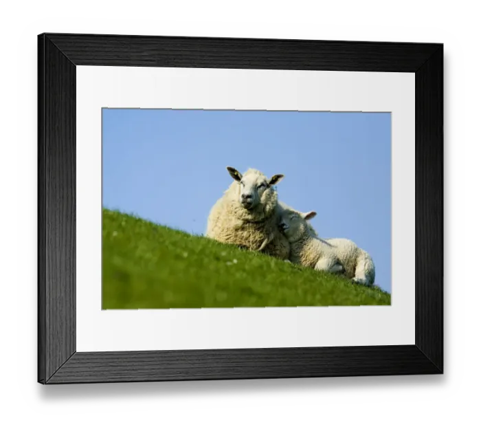 Framed Print : Sheep with lamb, Westerhever, Germany, April 2009 Framed Print : Sheep with lamb, Westerhever, Germany, April 2009