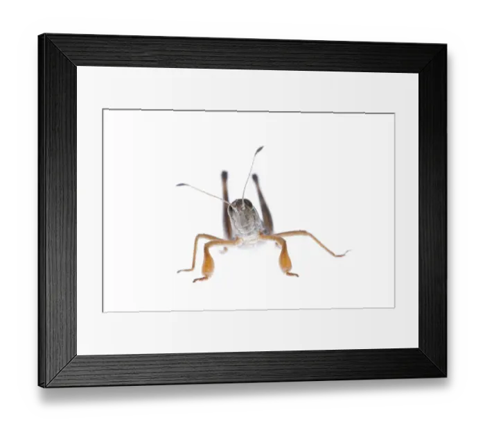Framed Print : Male Grasshopper (Gomphocerippus sibiricus) Fliess, Naturpark Kaunergrat, Tirol, Austria Framed Print : Male Grasshopper (Gomphocerippus sibiricus) Fliess, Naturpark Kaunergrat, Tirol, Austria