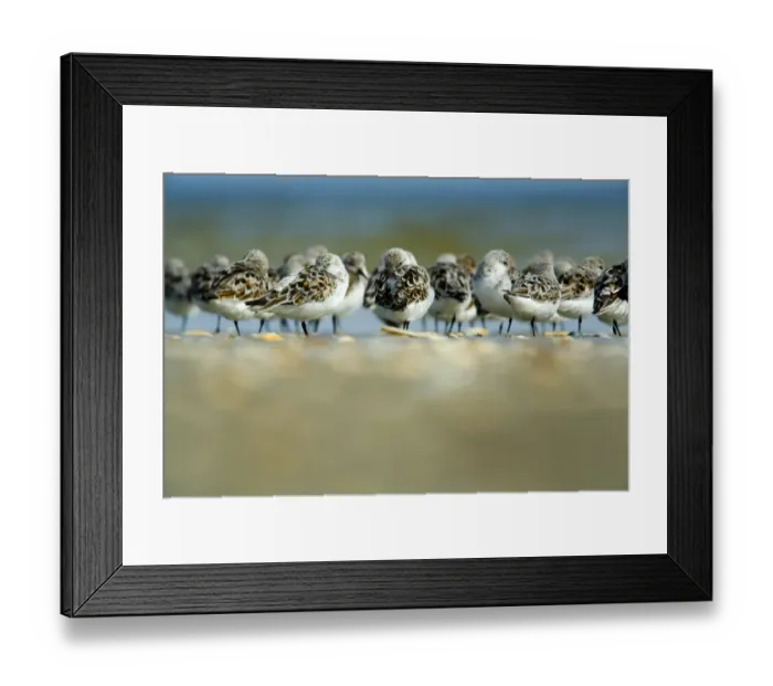 Framed Print : Sanderling (Calidris alba) flock roosting, Bhl, Germany, April 2009 Framed Print : Sanderling (Calidris alba) flock roosting, Bhl, Germany, April 2009