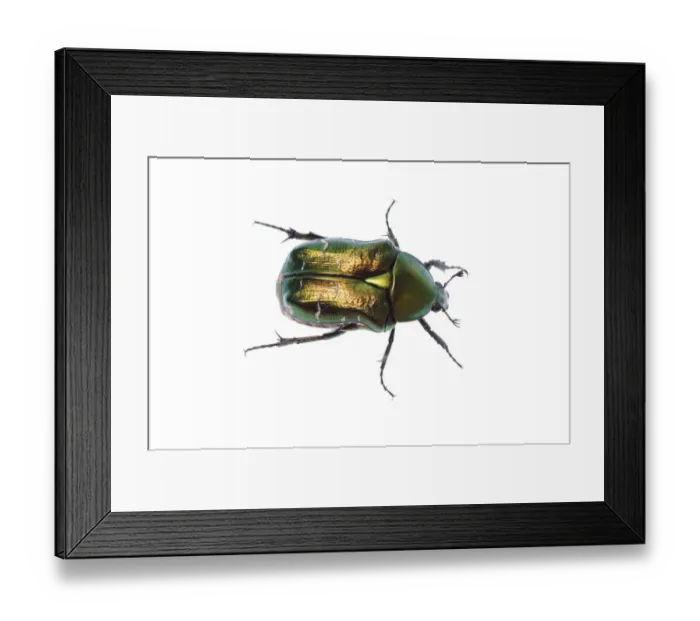 Framed Print : Rose chafer (Cetonia aurata) viewed from above, Fliess, Naturpark Kaunergrat, Tirol Framed Print : Rose chafer (Cetonia aurata) viewed from above, Fliess, Naturpark Kaunergrat, Tirol