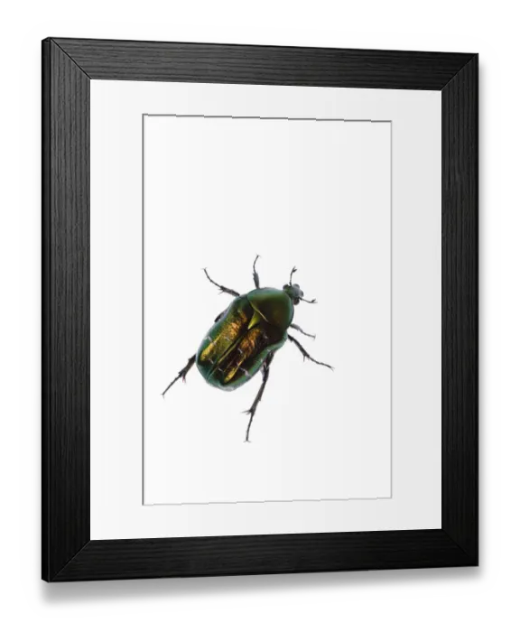 Framed Print : Rose chafer (Cetonia aurata) viewed from above, Fliess, Naturpark Kaunergrat, Tirol Framed Print : Rose chafer (Cetonia aurata) viewed from above, Fliess, Naturpark Kaunergrat, Tirol