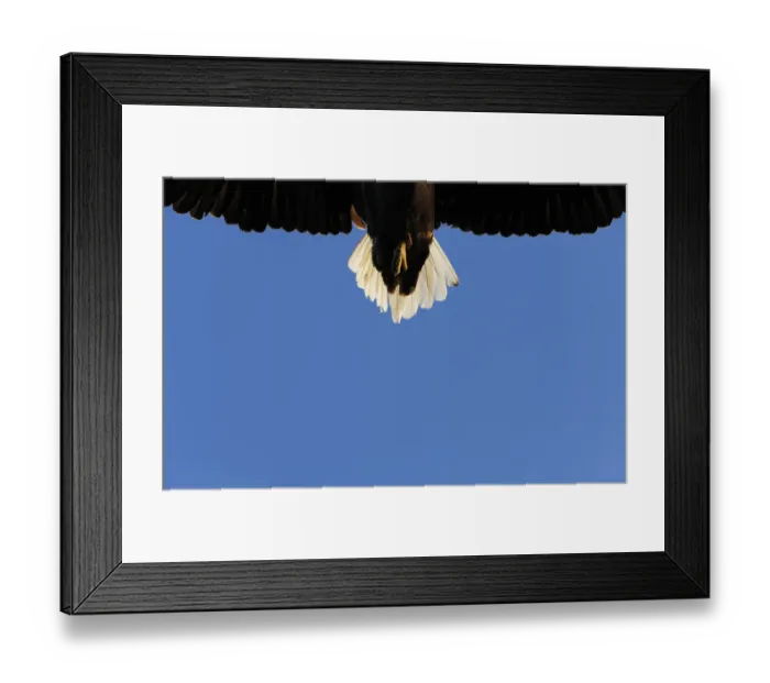 Framed Print : Tail of a flying White tailed sea eagle (Haliaeetus albicilla) Flatanger, Nord Trndelag Framed Print : Tail of a flying White tailed sea eagle (Haliaeetus albicilla) Flatanger, Nord Trndelag