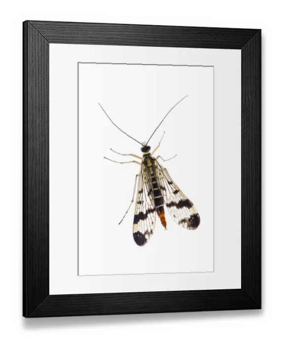 Framed Print : Common scorpionfly (Panorpa communis) Fliess, Naturpark Kaunergrat, Tirol, Austria, July 2008 Framed Print : Common scorpionfly (Panorpa communis) Fliess, Naturpark Kaunergrat, Tirol, Austria, July 2008