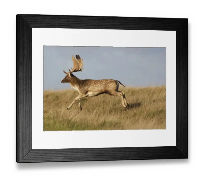 Framed Print : Fallow deer (Dama dama) buck running, Klampenborg Dyrehaven, Denmark, October 2008 Framed Print : Fallow deer (Dama dama) buck running, Klampenborg Dyrehaven, Denmark, October 2008