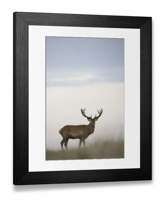 Framed Print : Red deer (Cervus elaphus) stag during rut, Klampenborg Dyrehaven, Denmark, October 2008 Framed Print : Red deer (Cervus elaphus) stag during rut, Klampenborg Dyrehaven, Denmark, October 2008