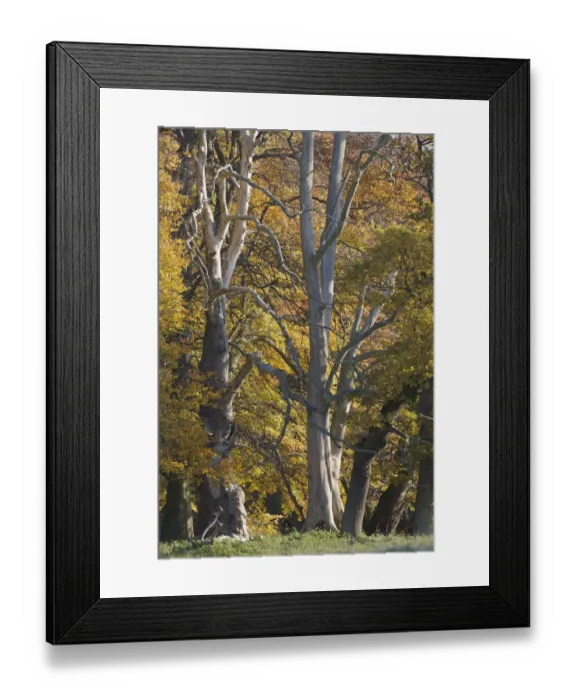 Framed Print : European oak (Quercus robur) trees, Klampenborg Dyrehaven, Denmark, October 2008 Framed Print : European oak (Quercus robur) trees, Klampenborg Dyrehaven, Denmark, October 2008