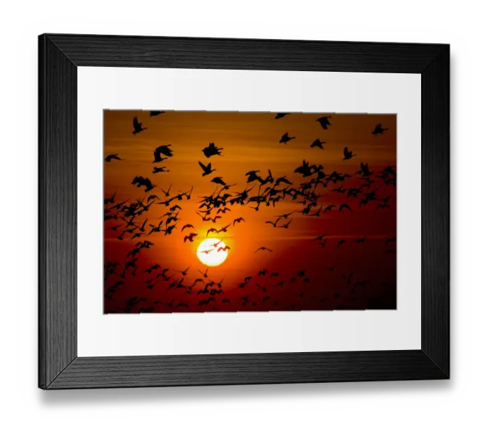 Framed Print : Barnacle goose (Branta leucopsis) flock in flight at sunset, Westerhever, Germany Framed Print : Barnacle goose (Branta leucopsis) flock in flight at sunset, Westerhever, Germany