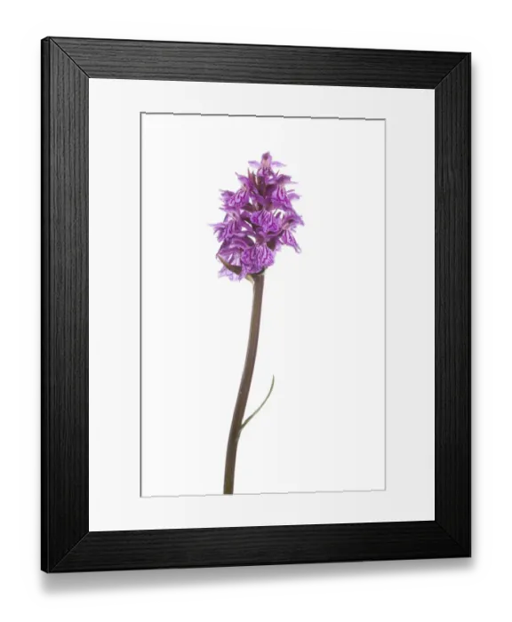 Framed Print : Marsh orchid (Dactylorhiza sp) in flower, Naturpark Kaunergrat, Tirol, Austria, July 2008 Framed Print : Marsh orchid (Dactylorhiza sp) in flower, Naturpark Kaunergrat, Tirol, Austria, July 2008