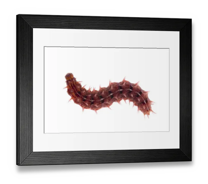 Framed Print : Caterpillar (unknown species) Fliess, Naturpark Kaunergrat, Tirol, Austria, July 2008 Framed Print : Caterpillar (unknown species) Fliess, Naturpark Kaunergrat, Tirol, Austria, July 2008