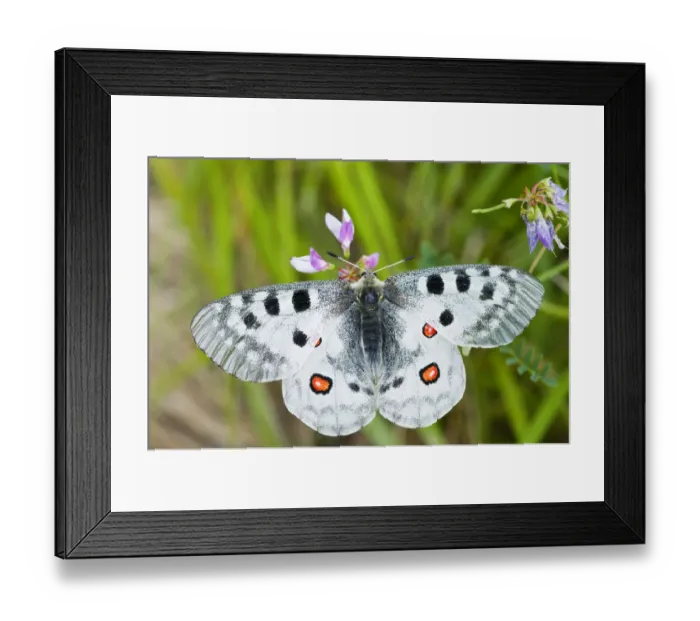 Framed Print : Apollo butterfly (Parnassius apollo) on flowers, Fliess, Naturpark Kaunergrat, Tirol
