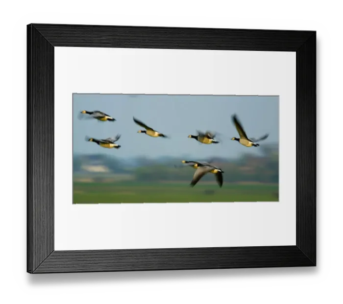 Framed Print : Barnacle geese (Branta leucopsis) in flight, Westerhever, Germany, April 2009 Framed Print : Barnacle geese (Branta leucopsis) in flight, Westerhever, Germany, April 2009