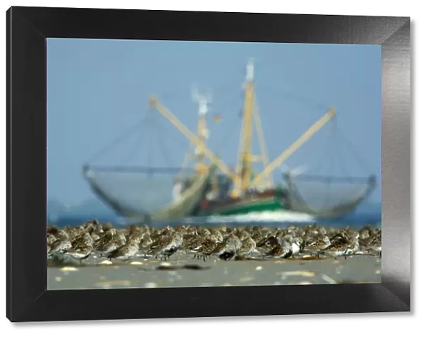 Dunlin (Calidris alpina) flock on beach, with large fishing boat behind, Bhl, Germany
