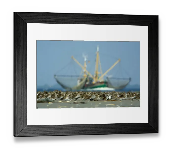 Framed Print : Dunlin (Calidris alpina) flock on beach, with large fishing boat behind, Bhl, Germany Framed Print : Dunlin (Calidris alpina) flock on beach, with large fishing boat behind, Bhl, Germany