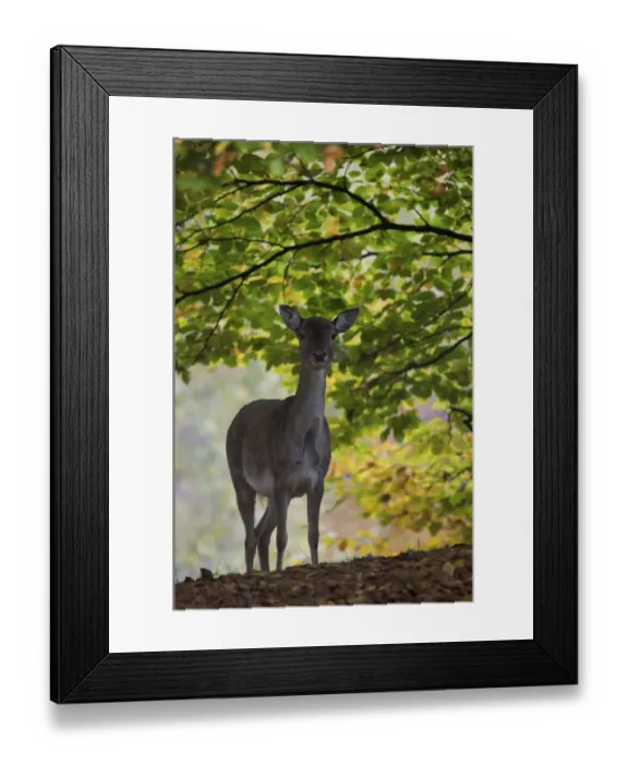 Framed Print : Fallow deer (Dama dama) does portrait, Klampenborg Dyrehaven, Denmark, October 2008 Framed Print : Fallow deer (Dama dama) does portrait, Klampenborg Dyrehaven, Denmark, October 2008