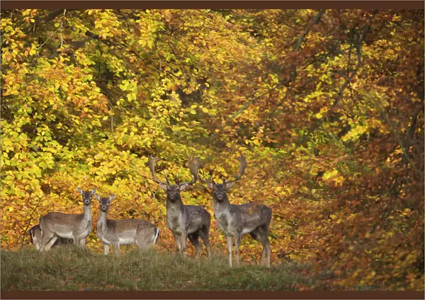 Fallow deer (Dama dama) bucks and does in front of beech trees in full autumn colour