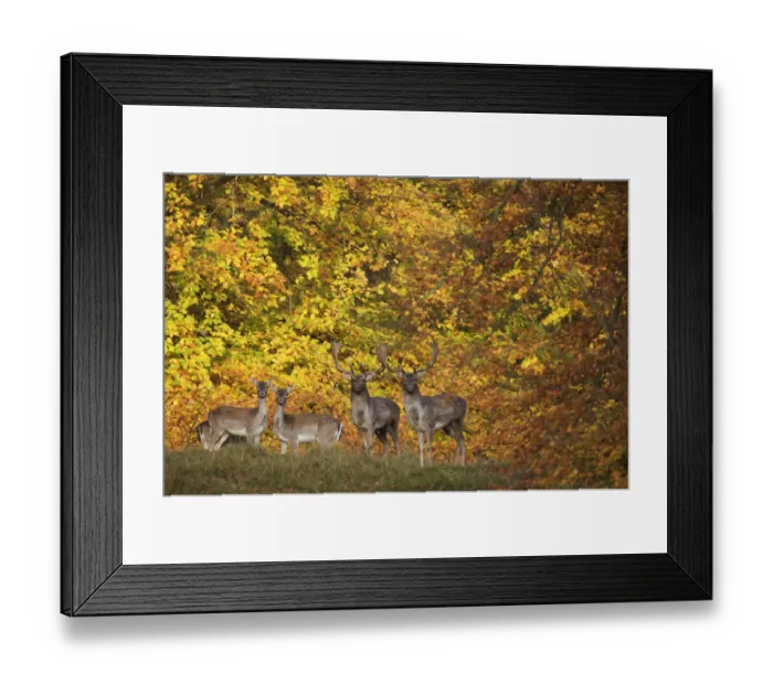 Framed Print : Fallow deer (Dama dama) bucks and does in front of beech trees in full autumn colour Framed Print : Fallow deer (Dama dama) bucks and does in front of beech trees in full autumn colour